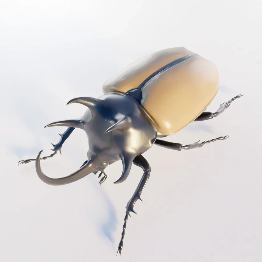 Eupatorus Gracilicornis