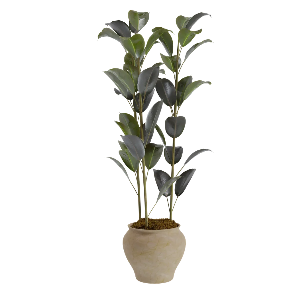 Rubber Plant