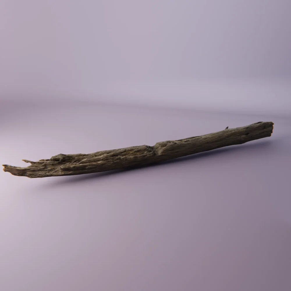 Fallen Trunk