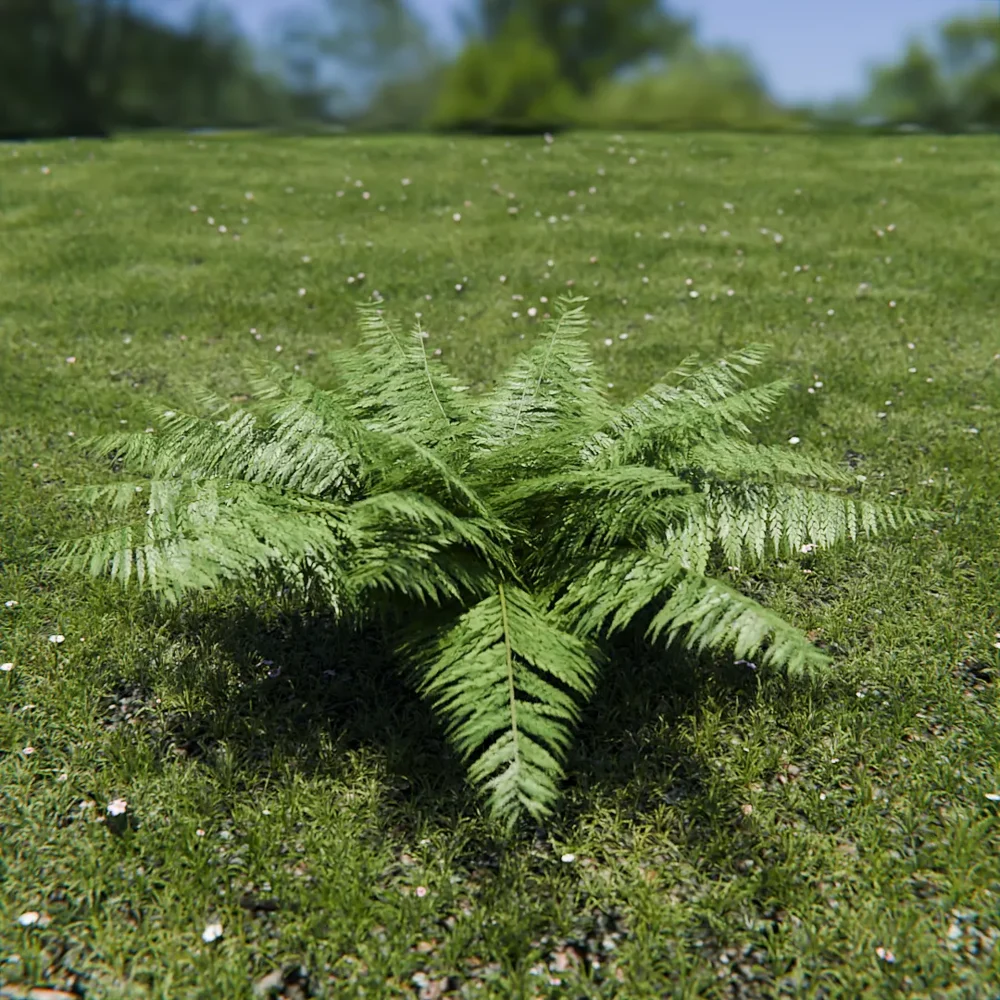Ostrich Fern