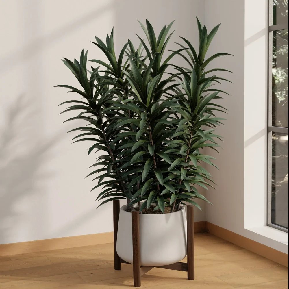 Modern Dracaena Corner Planter