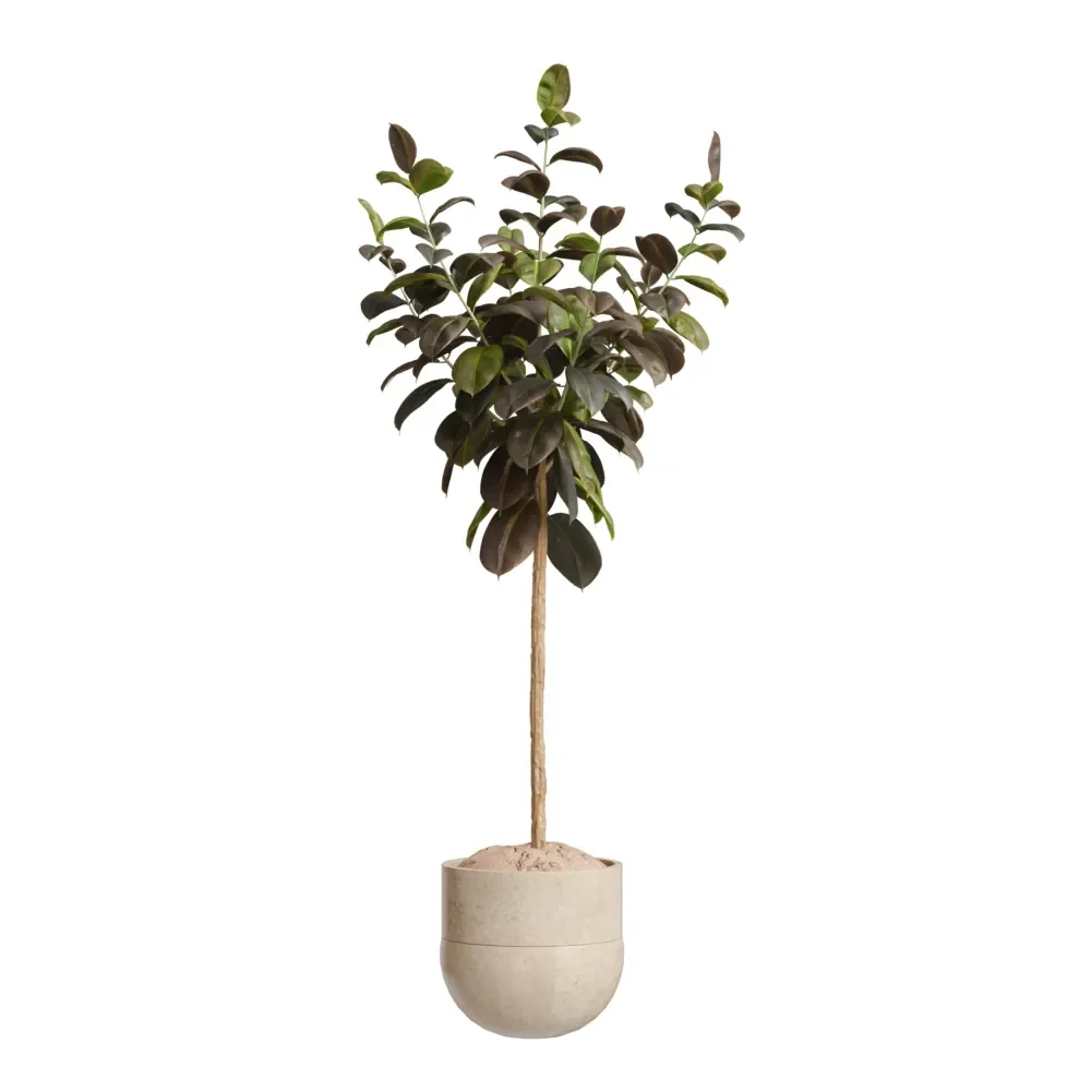 Rubber Ficus Elastica Abidjan Melany02