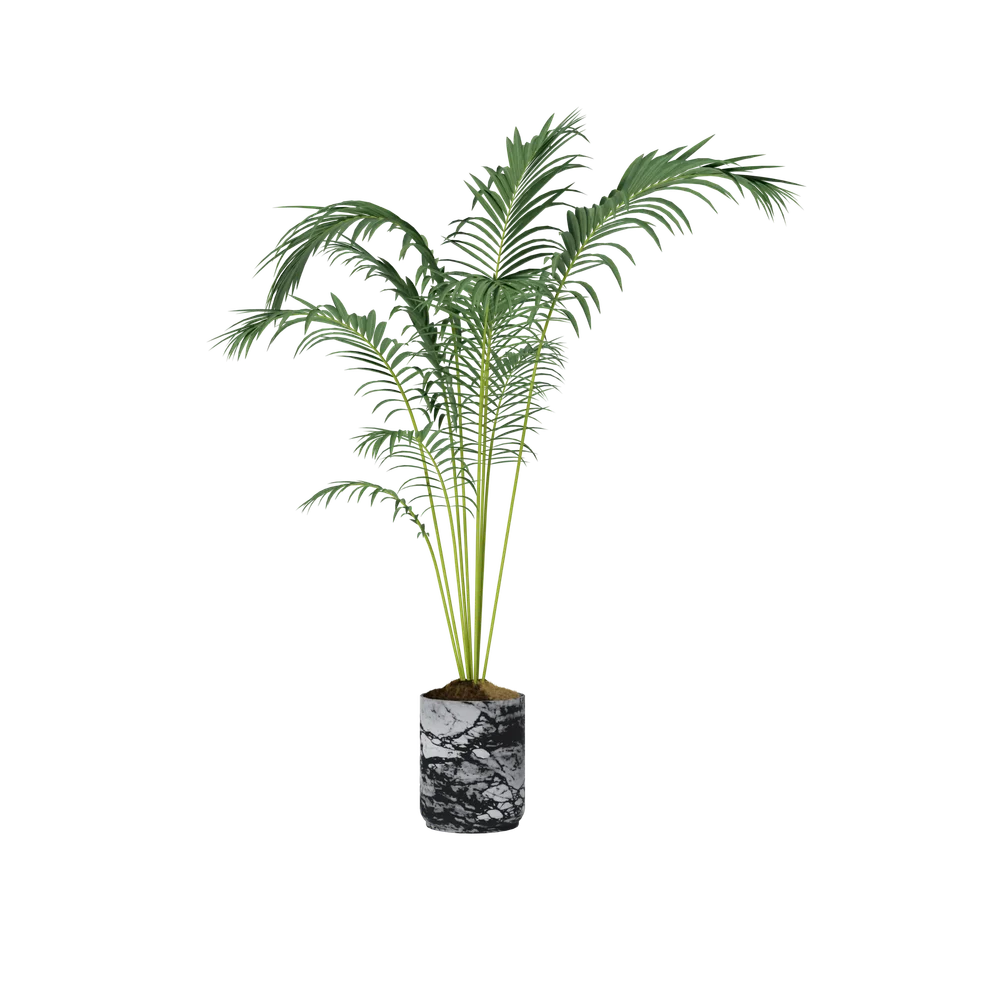 Chamaerops Humilis