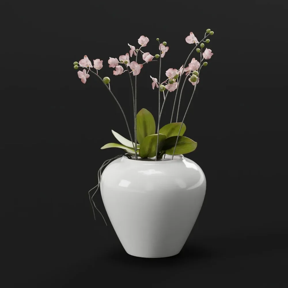 Pink Orchid In White Vase