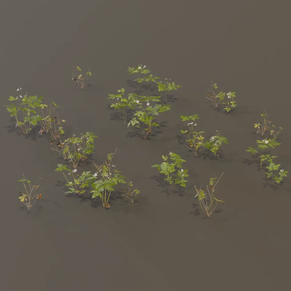 Herb Robert Geranium Robertianum Med