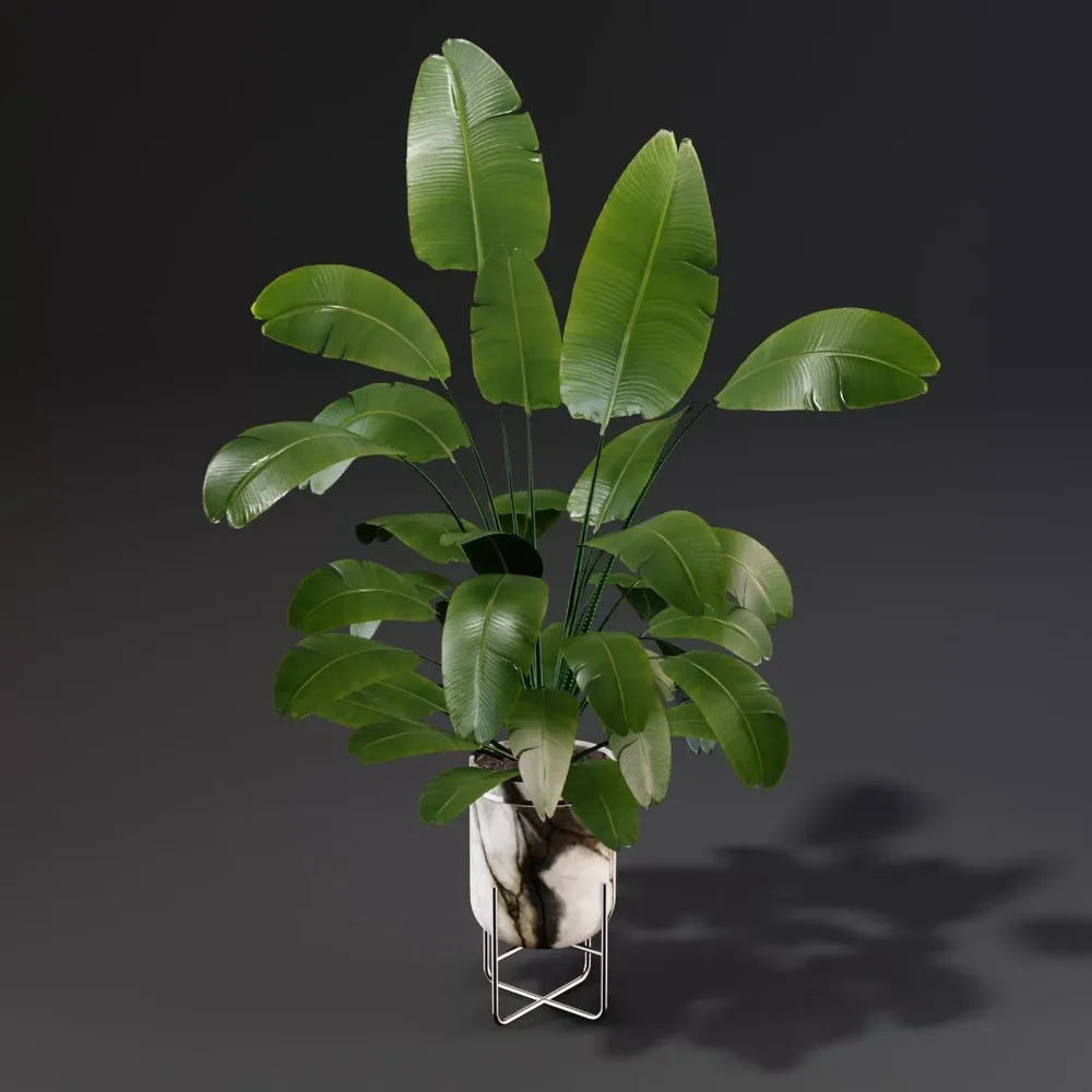 Sj-Strelitzia Set 04