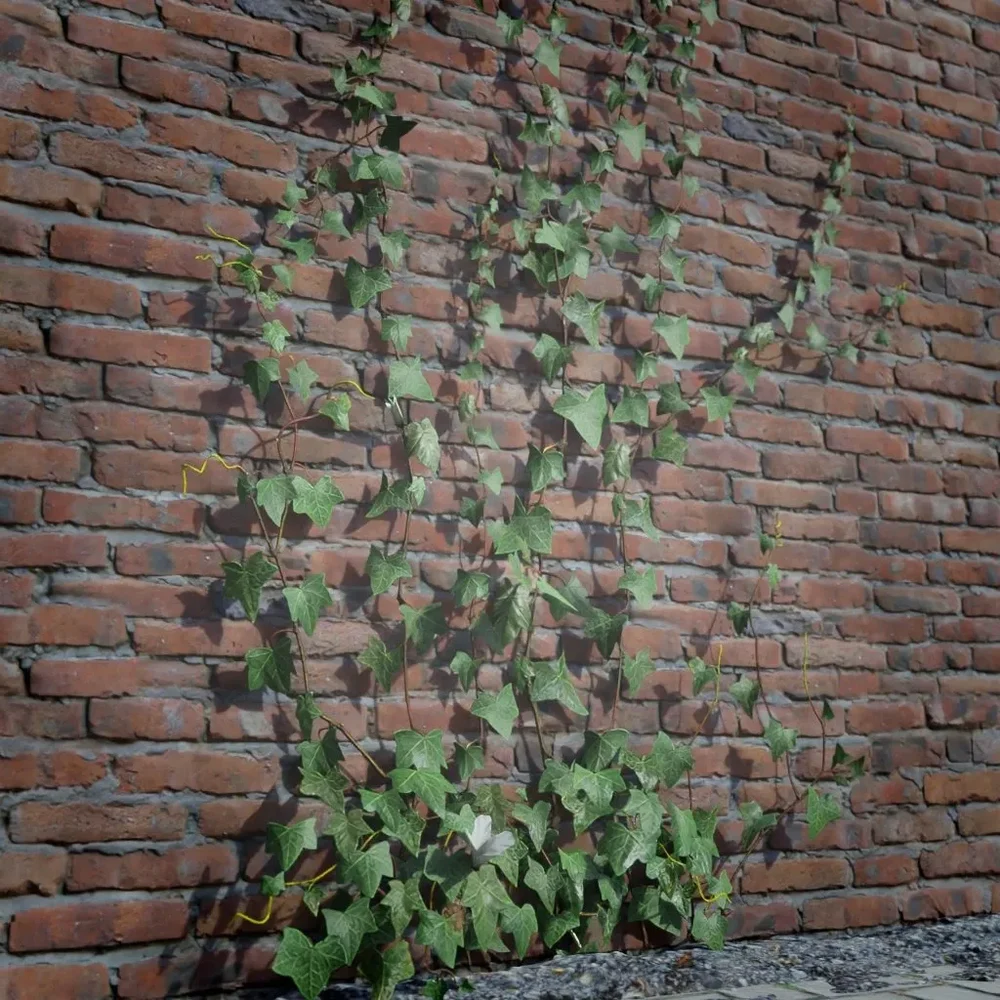 Ivy Creeper Going Up 2m 02