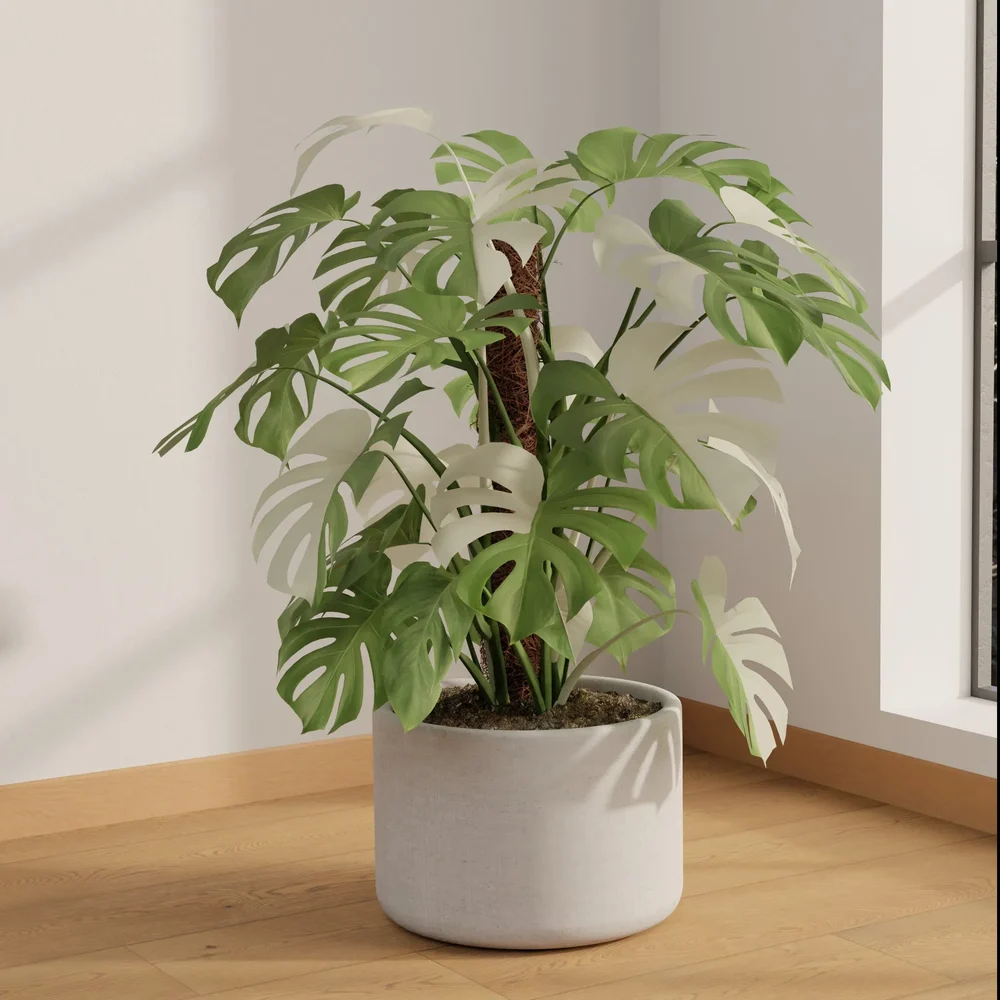 Monstera Albo Halfmoon
