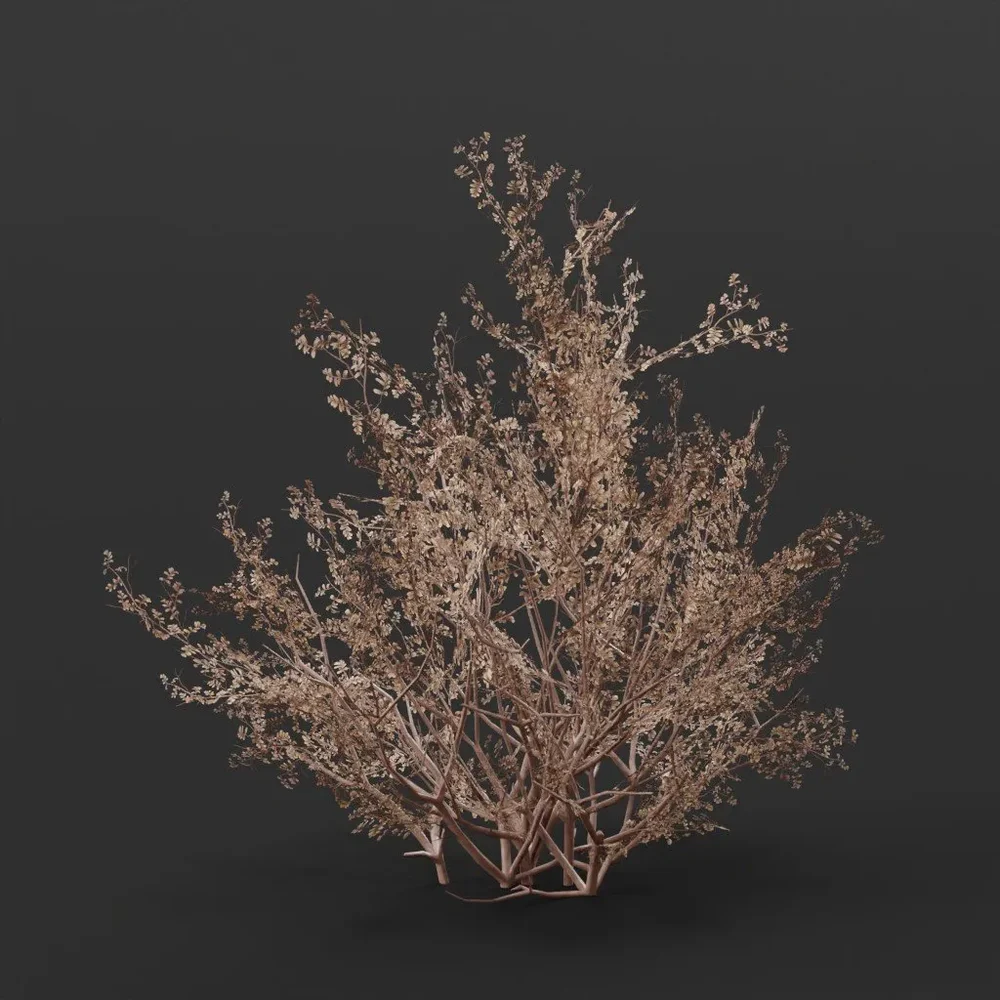 Peashrub Bush Large Dry