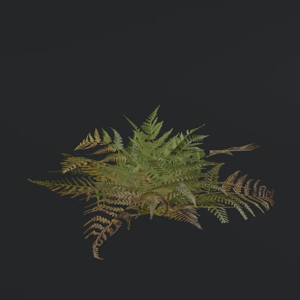 Small Fern A1