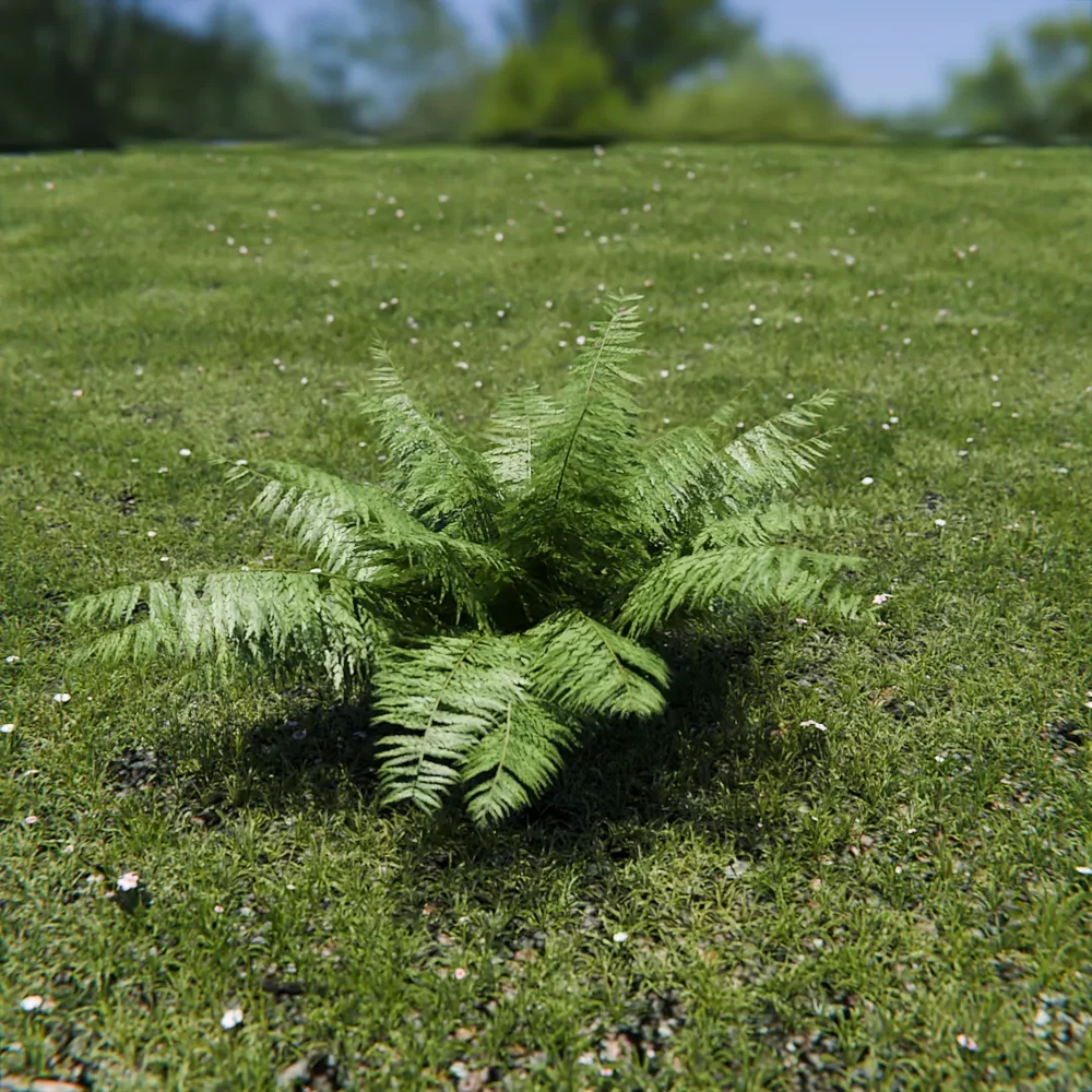 Ostrich Fern