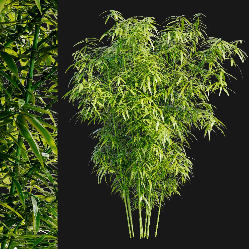 Bamboo Bush