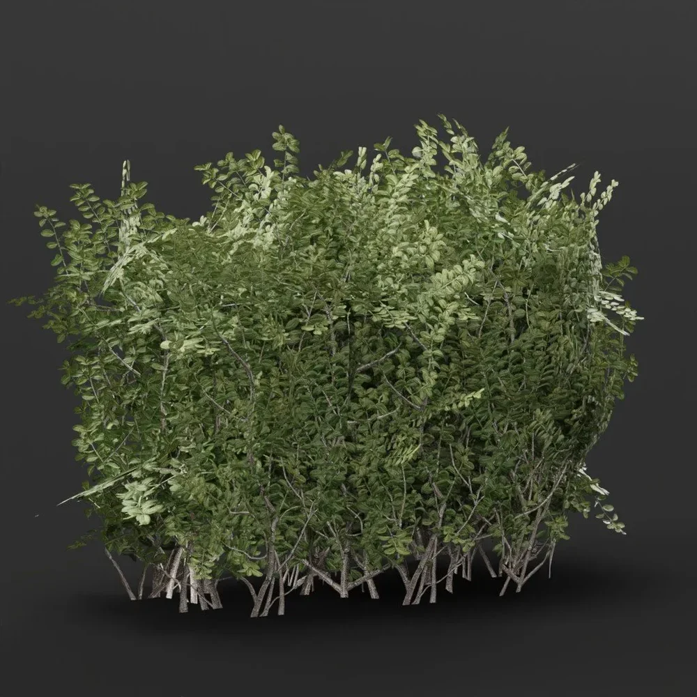 Boxwood Hedge End Variation