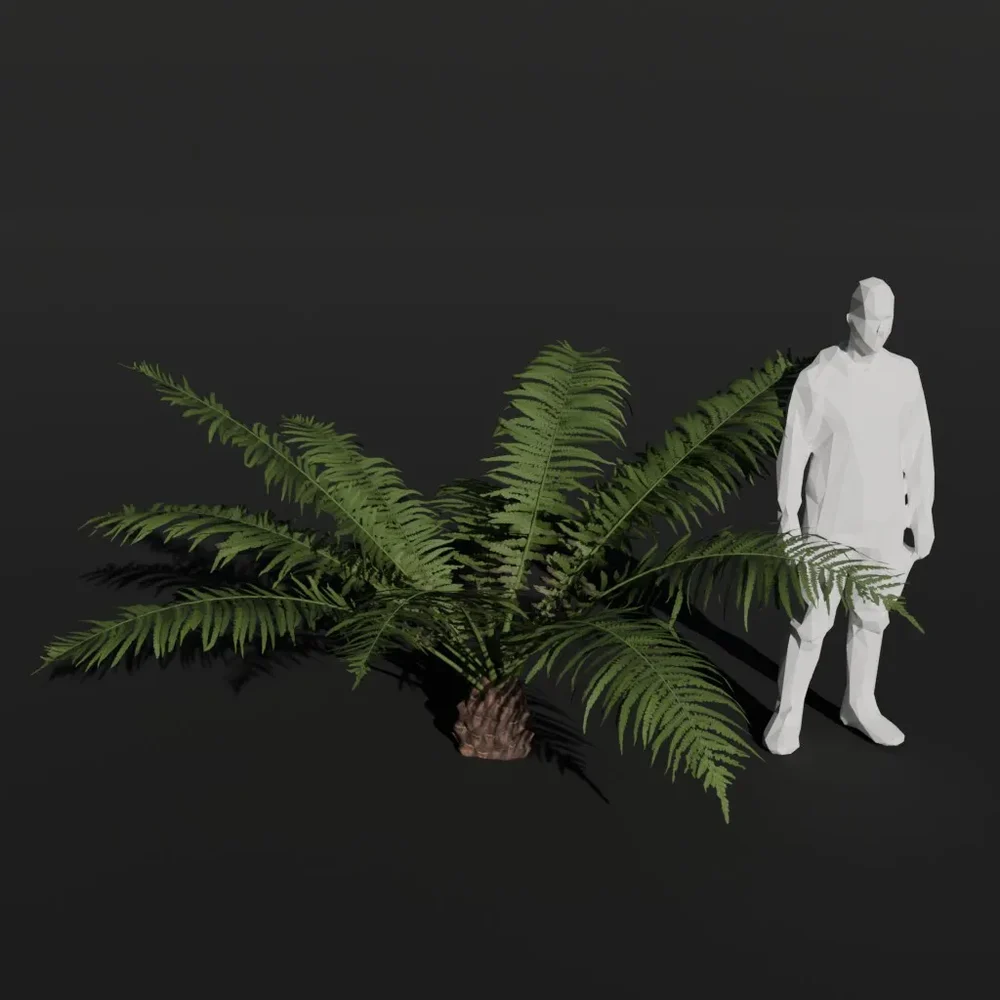 Tree Fern Sprout