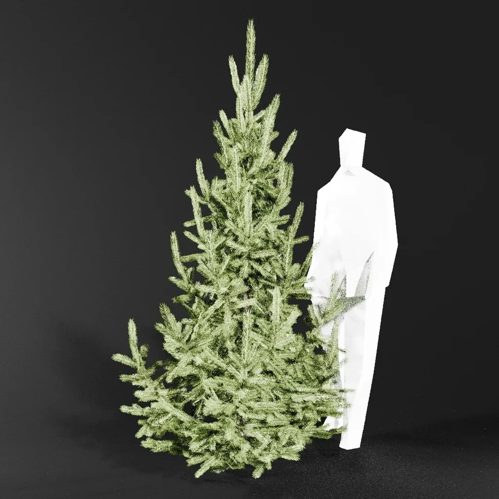 Norway Spruce Picea Abies 2.4m