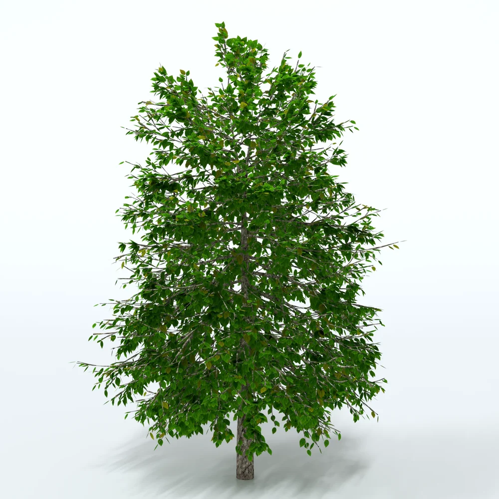 Forest Tree