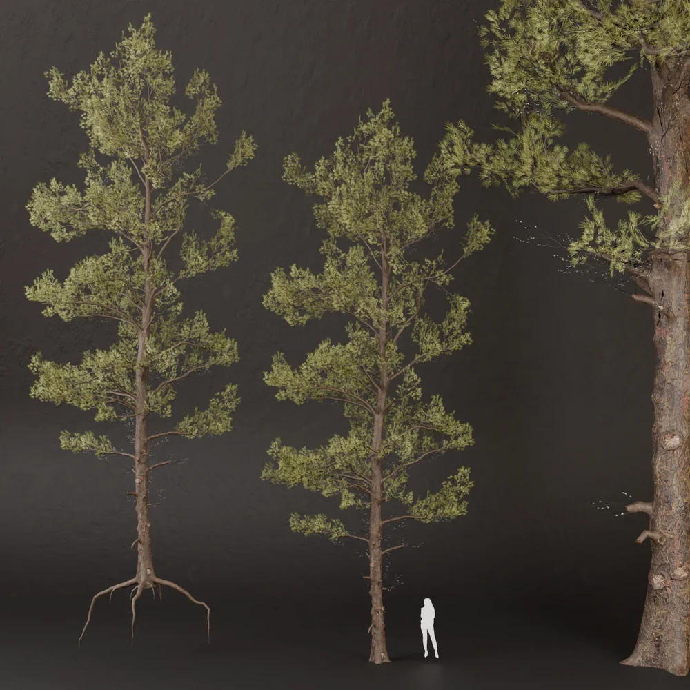 Sj-Mystic Pine Wanderer