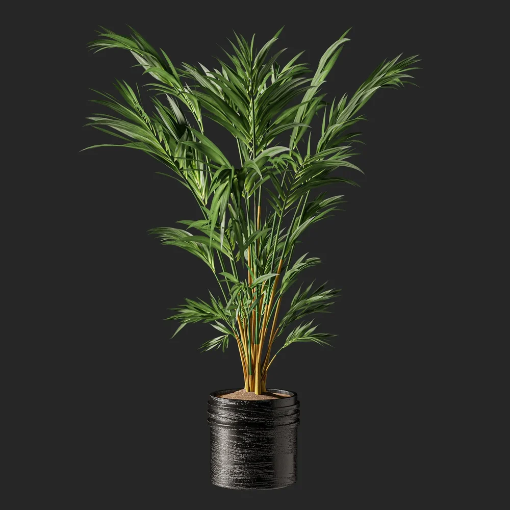Palm Plant