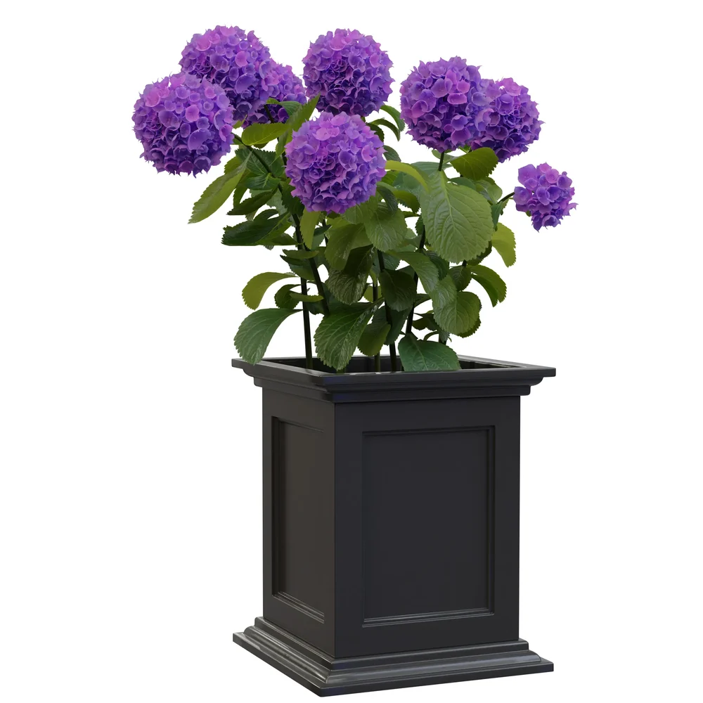 Potted Hydrangea In Urn Planter