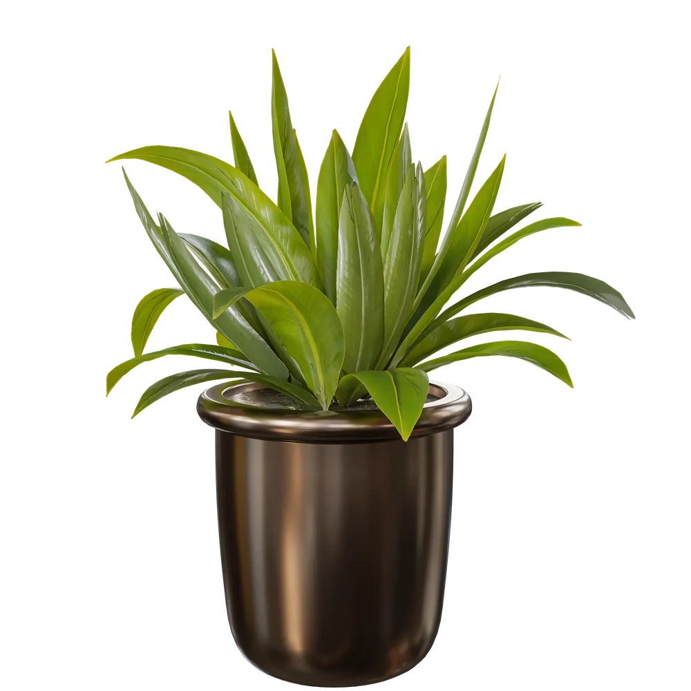 Indoor Plant C