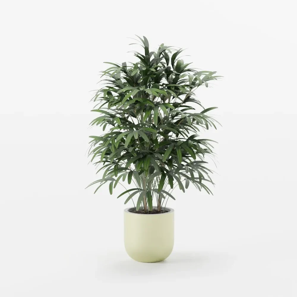 Indoor Plant