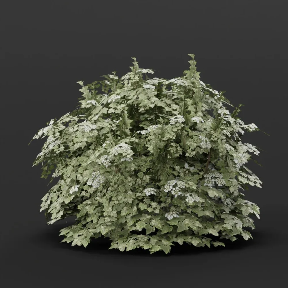 Cranberry Bush Large
