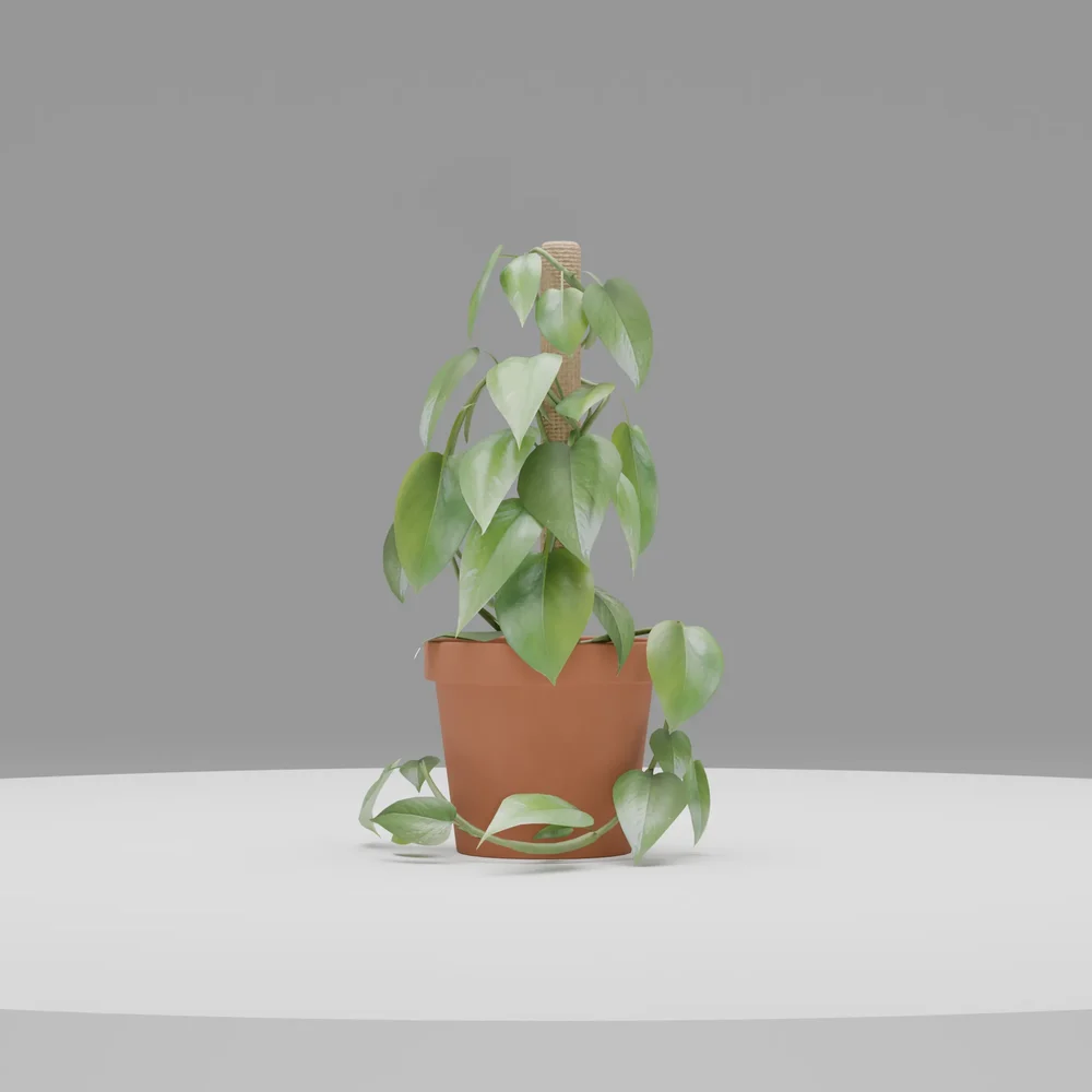 Potted Plant