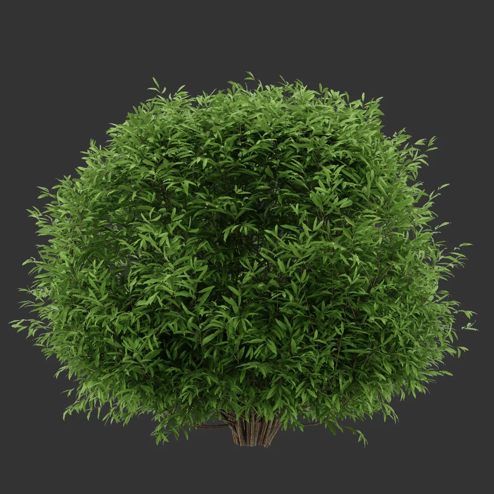 Spherical Simple Bush Q
