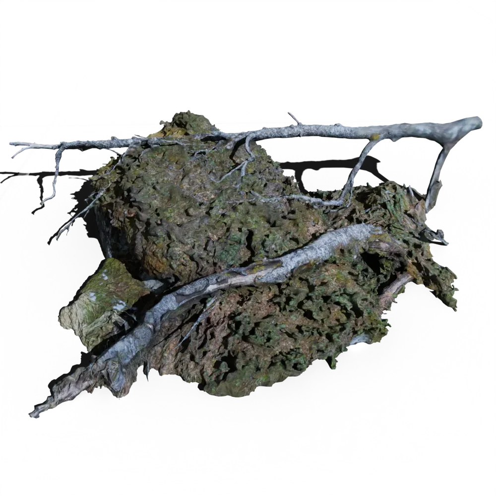 Forest Patch With Rock, Moss And Tree