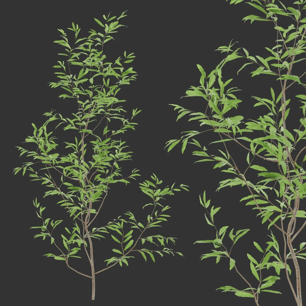 Summer Simple Bush Q