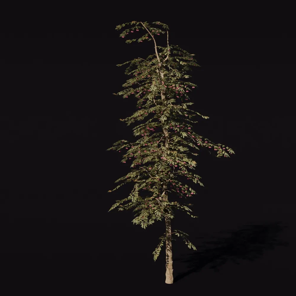Tree Cherry B1 Medium