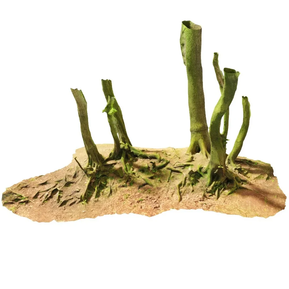 Beech Oak Roots Tree Assemble Pbr Scan