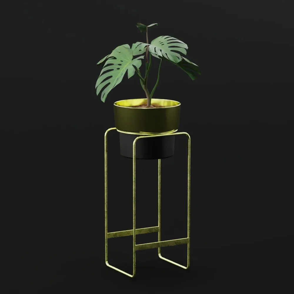 Monestera Plant Sap Potted