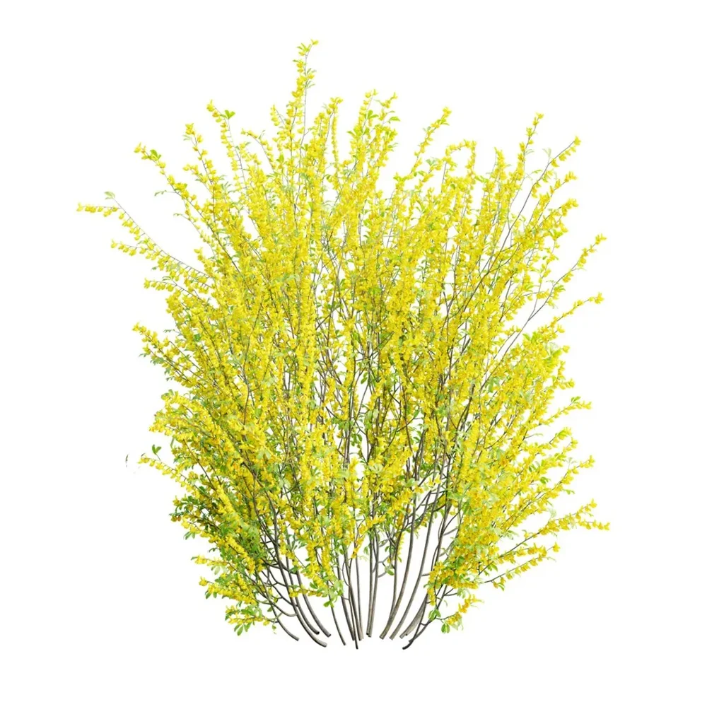 Cytisus Scoparius