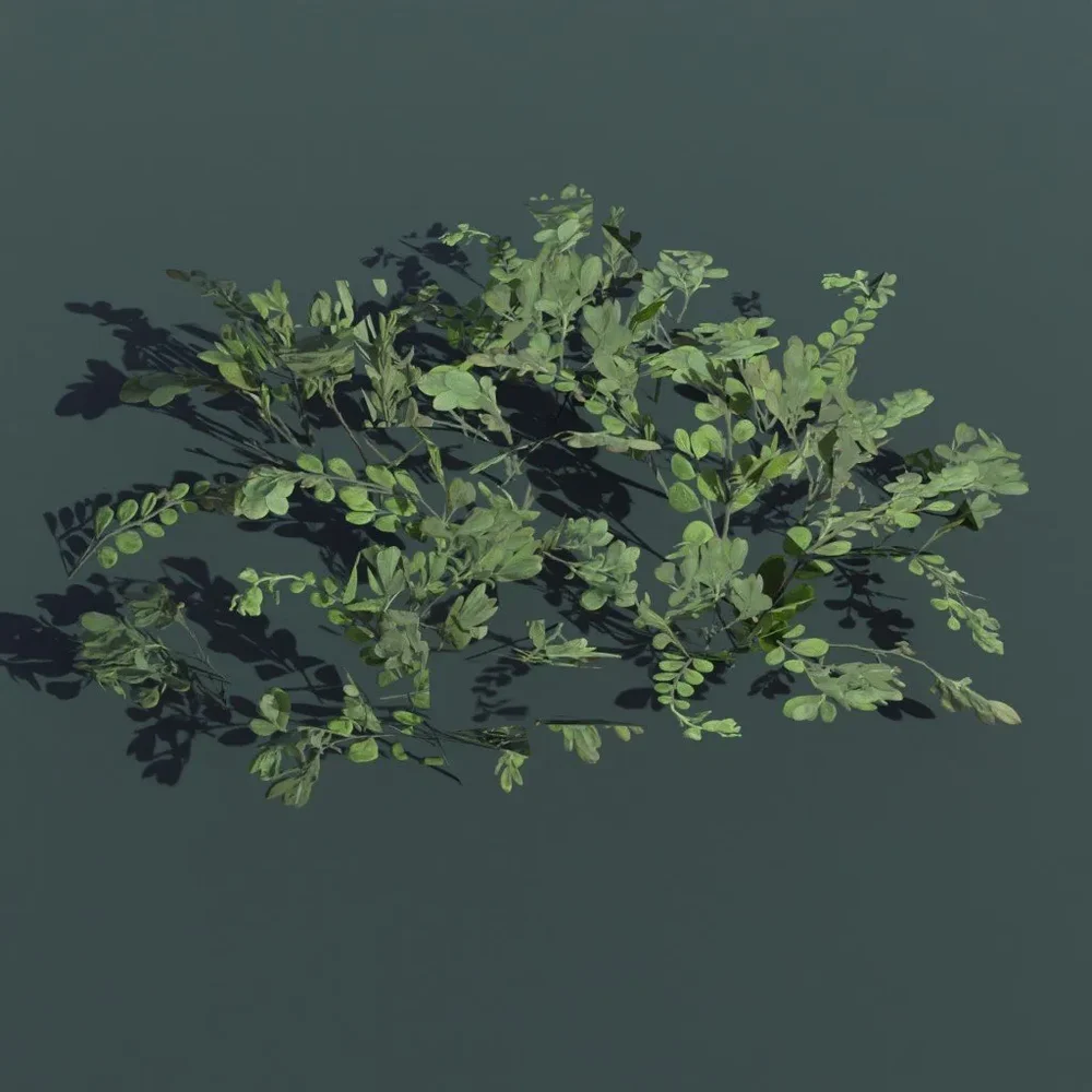 Plant Kinnick Medium