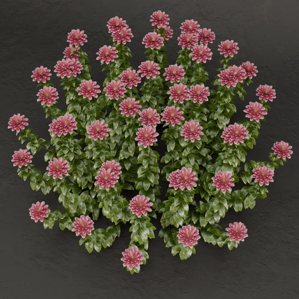 Sj-Dreamy Garden Bush