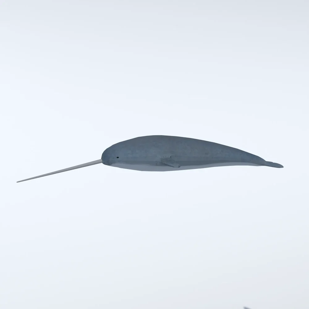 Low Poly Narwhal Animated