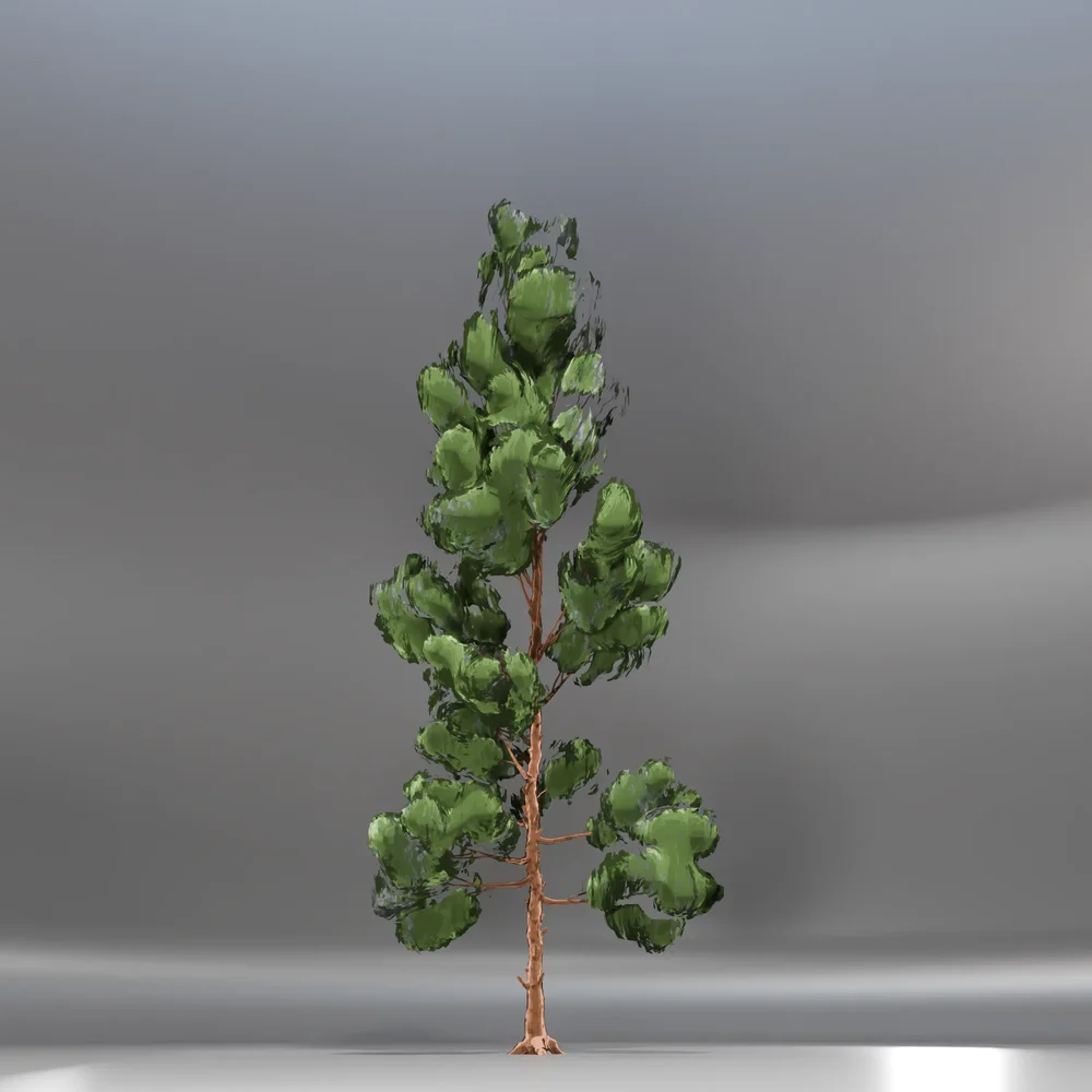 Pine Toon Tree