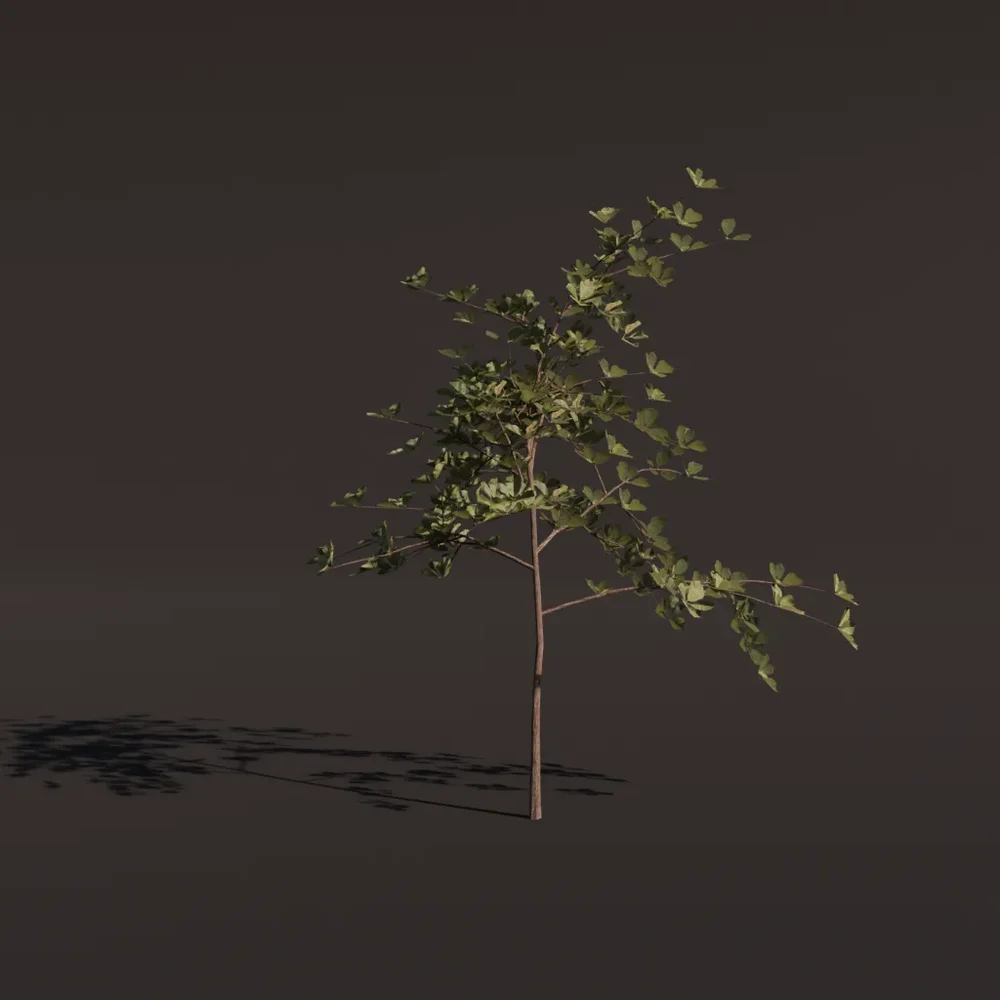 Tree Alder C2 Small