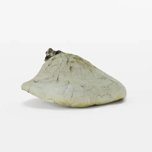 Polypore Fungus