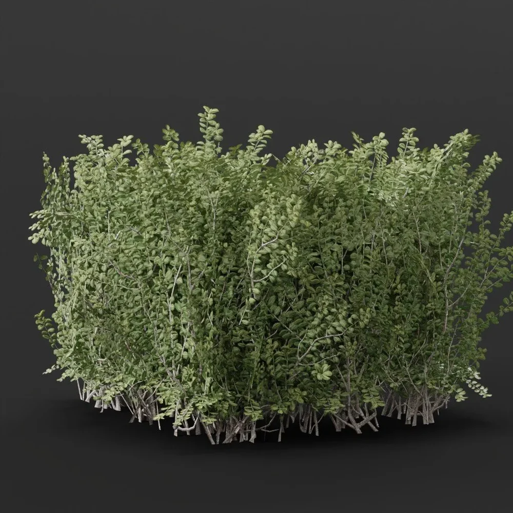 Boxwood Hedge Edge Round