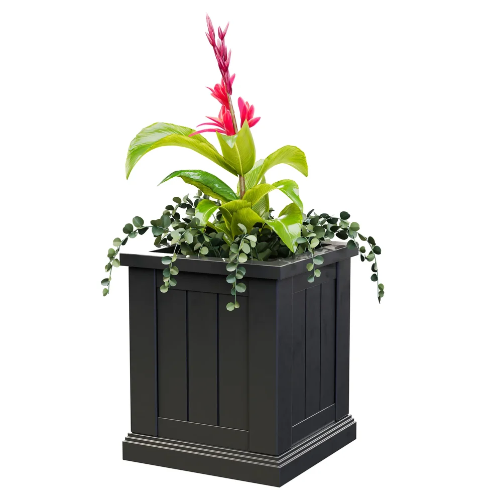 Potted Torch Ginger Plant