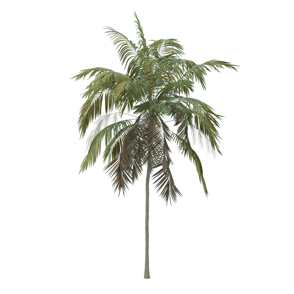 Thin Palm Hq