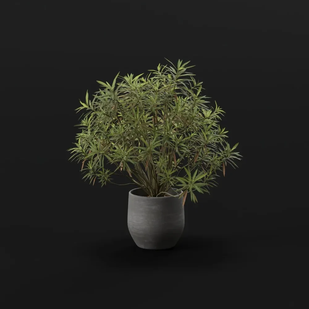 Honey Spurge Bush Elder Plant Potted