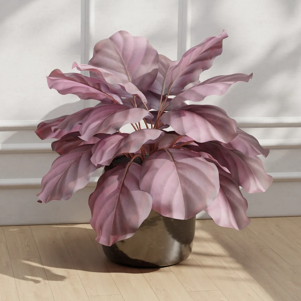 Calathea Pot
