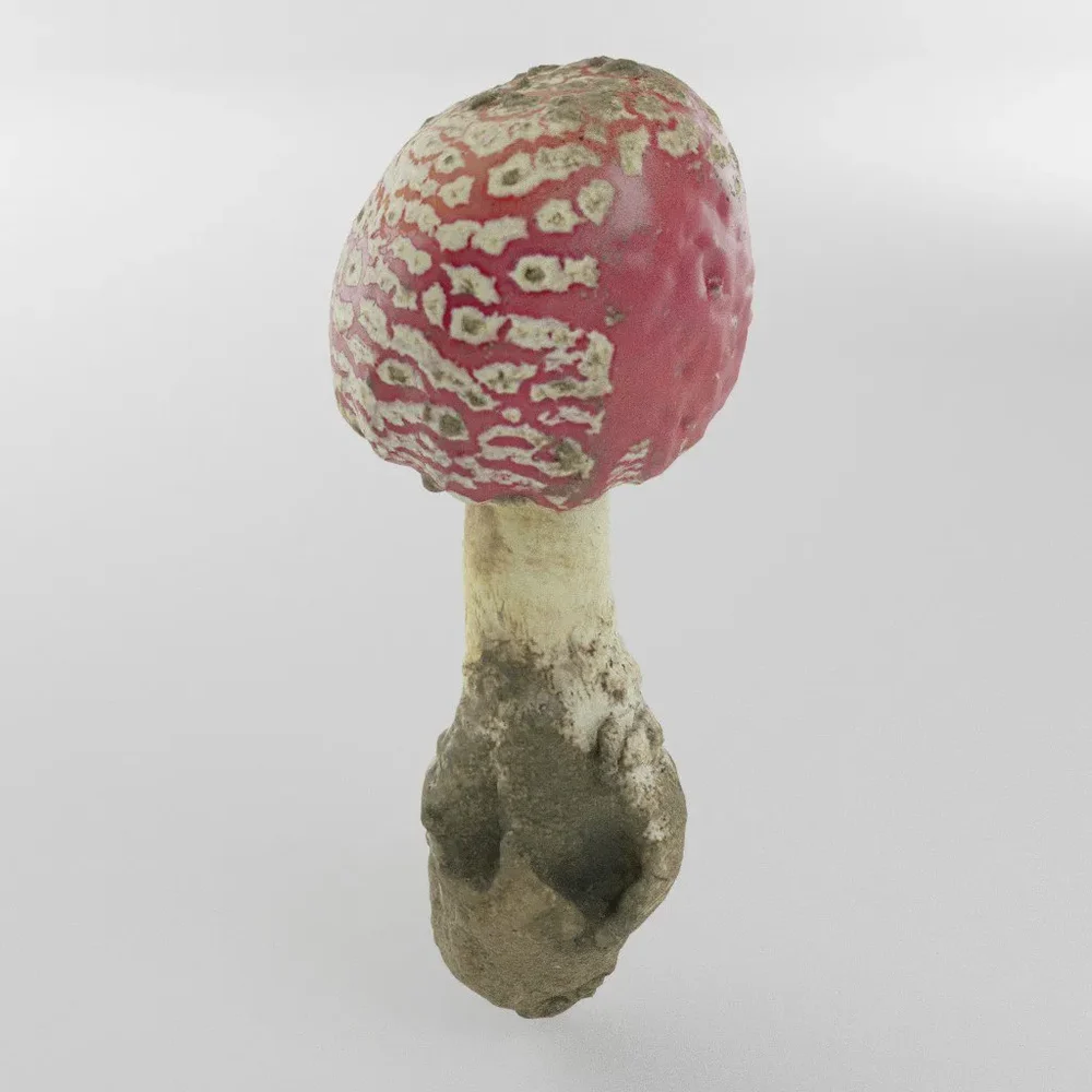 Toadstool