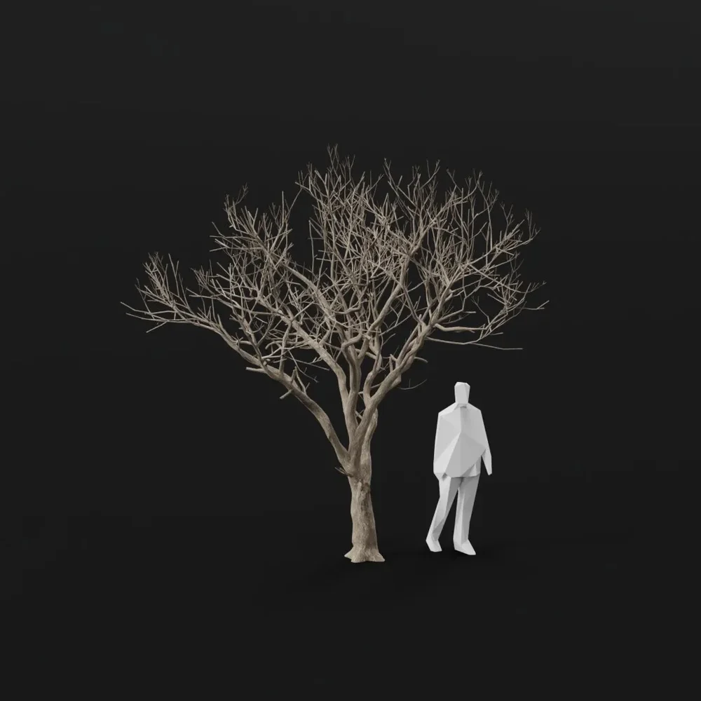Olive Tree Dead Tall