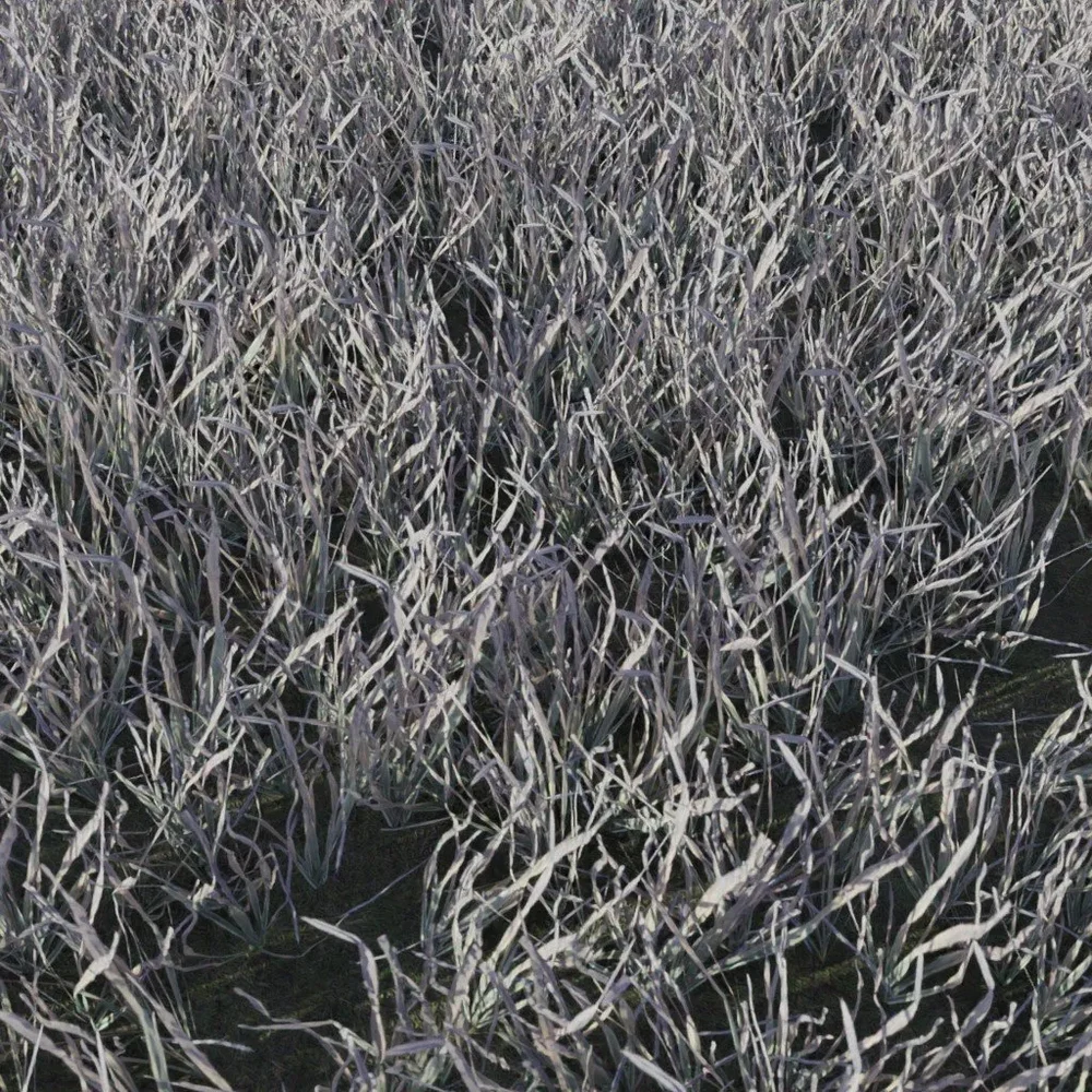 Grass Small Clump Dry