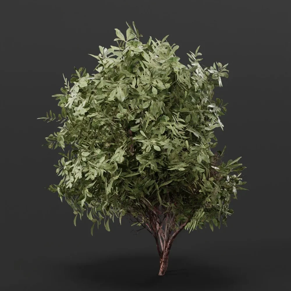 Button Bush Small