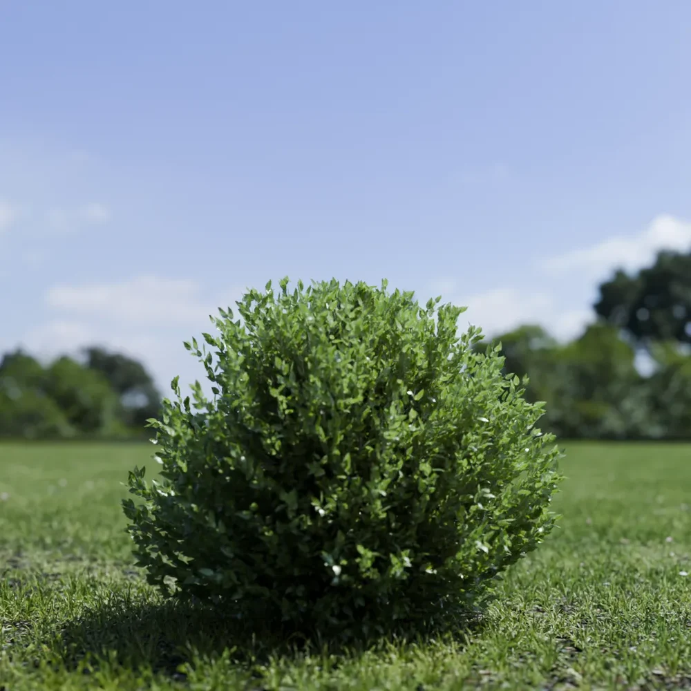 Shurb - Buxtussempervirens Boxwood